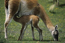 Guanaco {Lama guanicoe} mother grazing while baby suckles, Torres del Paine NP, Patagonia, Chile