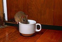 Fawn footed melomy {Melomys cervinipes} captive, drinking from cup, native to Cape tribulation, Queensland, Australia