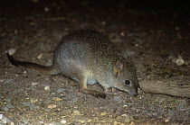 Brush-tailed bettong {Bettongia penicillata} scavenging at night, Yookaamurra, South Australia, Critically endangered