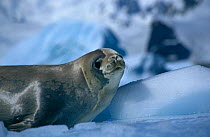 Crabeater seal {Lobodon carcinophagus} Antarctic Penninsula, February 2001