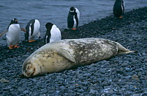 Weddel seal {Leptonychotes wedellii} with Gentoo penguins, Antarctic Penninsula, February 2001
