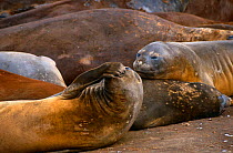 Southern elephant seal scratching {Mirounga leonina} Antarctic Penninsula, February 2001