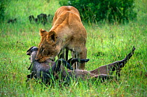 African lioness {Panthera leo} killing female Warthog {Phacocoerus aethiopicus} Masai Mara Game Reserve, Kenya
