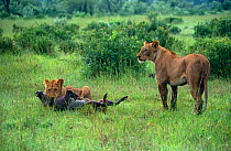 African lioness and subadult male Lion {Panthera leo} killing female Warthog {Phacocoerus aethiopicus} Masai Mara Game Reserve, Kenya