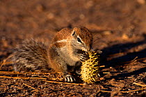 Cape ground squirrel {Xerus inauris} feeding on Gemsbok cucumber, Kalahari Gemsbok NP, South Africa
