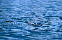 Central American coral snake {Micrurus nigrocinctus} swimming, Tortuguero NP, Costa Rica