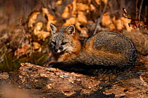 Eastern grey fox {Urocyon cinereoargenteus} Kettle River, Minnesota, USA