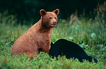 Black bear {Ursus americanus} with young,  Kabetogama reserve, Minnesota, USA - note colour variation