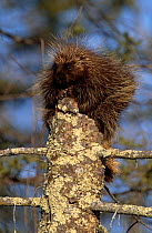 North american porcupine {Erethizon dorsatum} sitting on post, Kettle River, Minnestota, USA