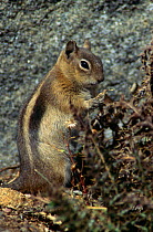 Golden mantled ground squirrel {Spermophilus / Citellus lateralis} feeding, Glacier NP, Alaska, USA