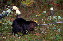 American beaver {Castor canadensis} Kettle River, Minnesota, USA