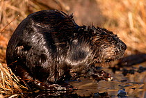 American beaver {Castor canadensis} at water's edge, Kettle River, Minnesota, USA