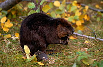 American beaver {Castor canadensis} Kettle River, Minnesota, USA