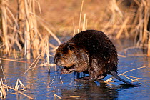American beaver {Castor canadensis} on ice, Kettle River, Minnesota, USA