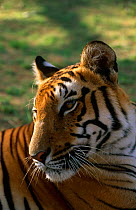 Tiger {Panthera tigris} portrait, captive