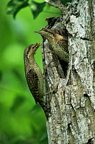 European wryneck {Jynx torquilla} pair at nest hole, one bringing food for chicks, Germany
