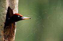 Black woodpecker {Dryocopus martius} pecking out nest hole in tree, Germany