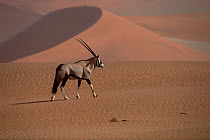 Oryx {Oryx gazella} walking over sand dunes, Namibia