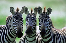 Three Common zebras {Equus quagga} Kenya