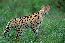 Serval {Felis serval} Kenya