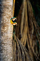 Pair of Blue and yellow macaws at nest hole {Ara ararauna} South America