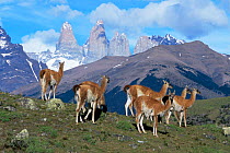 Guanaco herd {Lama guanicoe} Torres del Paine NP, Chile