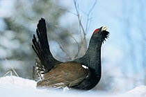 Capercaillie {Tetrao urogallus} male displaying at lek in snow, Black Forest, Bavaria, Germany