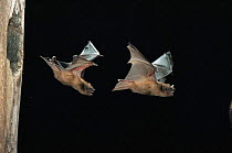 Noctule bat {Nyctalus noctula} males flying from Black woodpecker nest hole in tree, Germany
