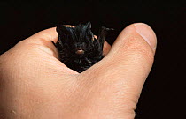 Western barbastelle bat {Barbastella barbastella} examined by scientist, Germany, 2005