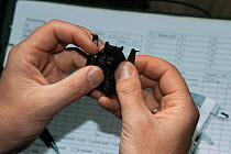 Western barbastelle bat {Barbastella barbastella} being tagged with metal marker by scientist, Germany, 2005