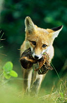 Red fox {Vulpes vulpes} carrying Red squirrel that was killed by car, Germany