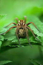 Raft spider {Dolomedes fimbriatus} protecting egg coccoon, Germany