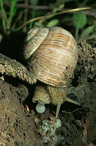 Edible snail {Helix pomatia} laying eggs, Germany