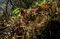 Dormouse {Muscardinus avellanarius} curled up in woodland nest, Germany