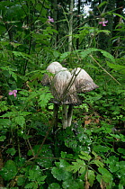 Shaggy inkcap fungus {Coprinus comatus} in woodland, Germany, deliquescing sequence 2/3