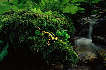 Banded salamander {Salamandra salamandra terrestris} beside stream, Germany