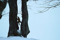Pine marten {Martes martes} climbing tree with legs stretched between two trunks, Germany