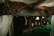 Colony of breeding female Geoffrey's bats {Myotis emarginatus} in cow shed, Germany