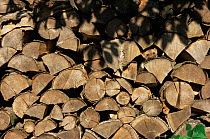 Beech marten {Martes foina} amongst log pile, Germany