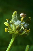 Sycamore flower (Acer pseudoplatanus) hermaphrodite bloom, June