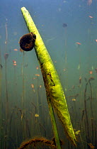 Great ramshorn snail (Planorbis corneus) feeding on alage on growing leaf of Yellow water lily, Lake Naarden, Holland