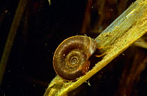 Ramshorn snail (Planorbis planorbis} feeding on algae on leaf, Lake Naarden, Holland