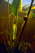 Great Pond Snail (Lymnaea stagnalis) underwater, scraping the algae off stem of White Water Lily (Nymphaea alba} peatbog lake, Holland