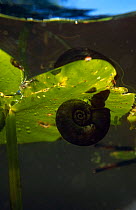Great ramshorn snail (Planorbis corneus) feeding on alage on leaf, Lake Naarden, Holland