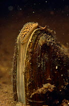 Swan mussel {Anodonta cygnaea} Close up of mantle showing tentacles that sift out debris during feeding, Holland