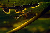 Long-bodied water scorpion / Water stick insect (Ranatra linearis) feeding on Stonefly larva, garden pond, Holland