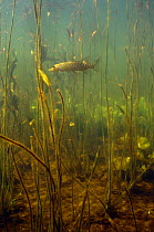 Pike (Esox lucius) underwater amongst lake vegetation, Lake Naarden, Holland