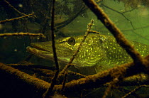 Pike (Esox lucius) camouflaged amongst underwater vegetation, Lake Naarden, Holland