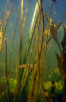 Juvenile Pike {Esox lucius} hiding from larger Pike in cover of underwater vegetation, Lake Naarden, Holland