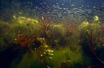 Shoal of small fish gain protection from each other, Lake Naarden, Holland